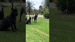 LOS MEJORES CANE CORSO DEL PAIS [upl. by Evetta186]