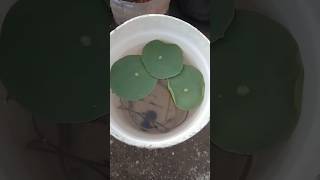 How to grow lotus plant seed  lotus seeds plant grow at home lotusgarden shorts youtubeshorts [upl. by Nahsor]