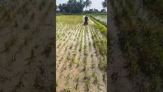 paddy weeder 9787672239 melur madurai d TN🇮🇳🙏1 [upl. by Clemente]