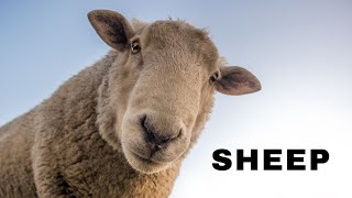 The Melodic World of Sheep Sound A Closer Look at Sheep Voice Communication [upl. by Hamrah]