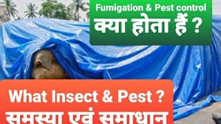 Fumigation pest control services [upl. by Akyssej]