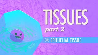 Tissues Part 2  Epithelial Tissue Crash Course Anatomy amp Physiology 3 [upl. by Ellen113]