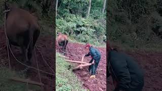 Water buffalo plowing the field [upl. by Alexis]