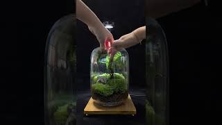 Decor Terrarium 7 terrarium trending aquarium terrariumart terrariumlove plants [upl. by Revlis]