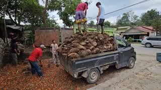 Sarawak Palm Oil for Peoples Prosperity [upl. by Shulamith]