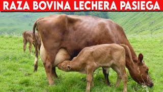 🔴 RAZA Bovina PASIEGA Una De Las Mejores Razas LECHERAS DEL MUNDO ✅ Vacas Lecheras Doble Propósito [upl. by Kepner]