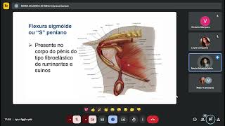 Monitoria fisiopatologia da reprodução  P1 [upl. by Anuaek]