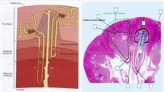 renal 1 [upl. by Scutt]