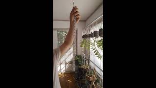 Unique way to grow Dendrobium orchids [upl. by Zeena]