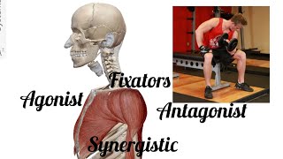 ALevel PE  Agonists Antagonists amp Types of Muscle Contractions [upl. by Hayden]