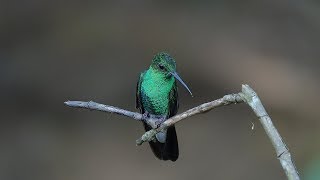 Birds of Central Colombia part one Tinamou birding nature reserve [upl. by Braca]