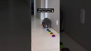 Eu nunca superei esse vídeo HAHAHAHgatocinza gatosfofos amogatos gatosdoinstagram trigatos [upl. by Hollah]