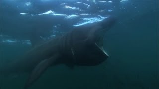 Basking Sharks  Hebrides Islands on the Edge  Episode 4 Preview  BBC [upl. by Sherrard]