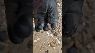 fossilhunting on the holderness coast east Yorkshire fossil ammonite [upl. by Ydnys]