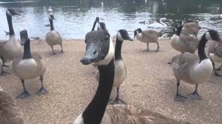 Feeding Canada geese [upl. by Aveer]