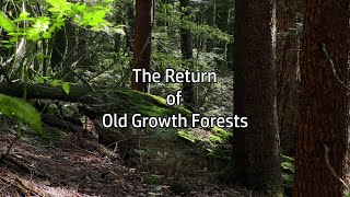 The Return of Old Growth Forests [upl. by Ahlgren]