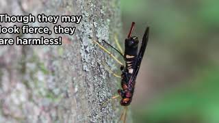 Pigeon Tremex Horntail – Natures Amazing Drill [upl. by Pleasant]