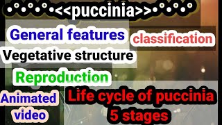 Pucinnialife cycle of pucciniaReproductionclassificationstructureAnimated video in Urdu lecture [upl. by Sterne]