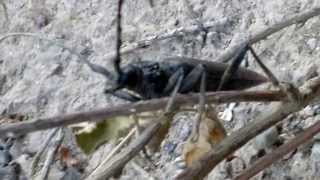 Long horned beetle HD 720p [upl. by Willms]