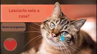 quotCome Lasciare il Gatto da Solo a Casa Ecco i Nostri Consigli Praticiquot [upl. by Eugenle]