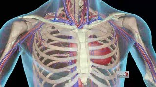 How the body reacts to extreme heat [upl. by Akzseinga]