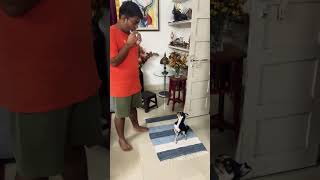 Enjoying harmonica🐶 dog funny viralvideo [upl. by Hi]