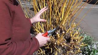 Pruning coloured stems  Willow  Salix alba var vitellina Britzensis [upl. by Ernesto]