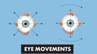 Eye Movements  Anatomical Movements vs Cardinal Positions of Gaze  MEDZCOOL [upl. by Ennaitsirk]