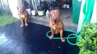 Stout Dogue de Bordeaux bathtime [upl. by Durwood109]