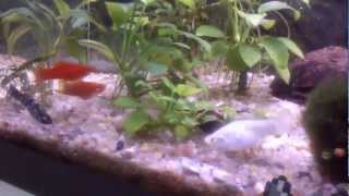 Peces de acuario comiendo pastilla en acuario tropical Part 2 [upl. by Etteniuq]