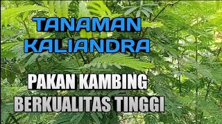 tanaman kaliandratanaman untuk pakan kambing [upl. by Otsugua]