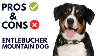 Entlebucher Mountain Dog Breed Pros and Cons  Entlebucher Mountain Dog Advantages and Disadvantages [upl. by Hedges953]