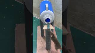 best rat trap at homercreative mouse trap [upl. by Rempe572]