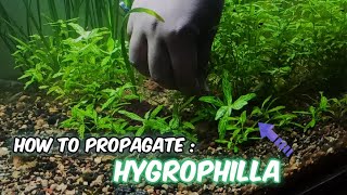 How to propagate HYGROPHILA plant in aquarium 🌱  Hygrophila Propagation  LushAqua [upl. by Alehc436]