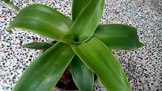 563  How to grow n care Medicinal Basket Plant Callisia fragrans Chain Plant Inch Plant 91117 [upl. by Aerdnael]