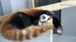 かわいい寝相のレッサーパンダCute sleeping postureRed Panda [upl. by Deeyn]