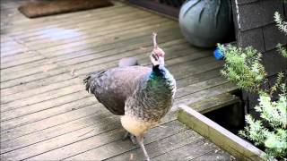 Peahen calling [upl. by Meyeroff]