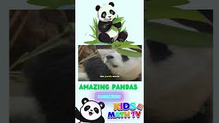 Panda Bears  Fun Animals For Kids  Panda Facts [upl. by Leahcir909]