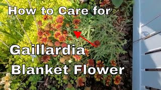 How to Care for a Gaillardia or Blanket Flower  Tips and Trick  How Big to They Grow [upl. by Anrahs486]