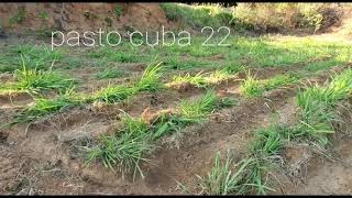 PASTO CUBA 22 [upl. by Norse]