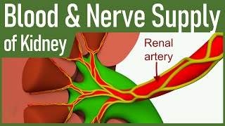 04 Blood Supply and Nerve Supply of kidney [upl. by Sander]