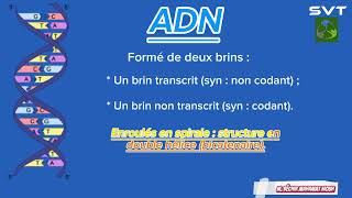 ADN information génétique [upl. by Wojcik940]