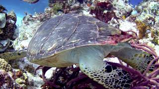 Hawksbill 3 [upl. by Seften]