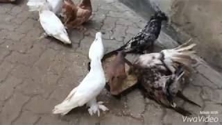 fancy pigeons mombasa kenya [upl. by Eiramaliehs191]