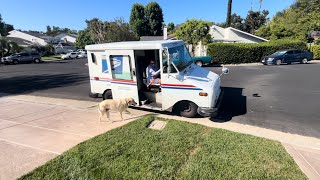 Labrador Greeting Mail Lady Will Make You Smile [upl. by Dihgirb]