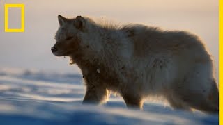 La chasse des loups arctiques [upl. by Peacock]