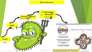 Glomerulonefritis postestreptocócica fisiopatología [upl. by Adnamahs]