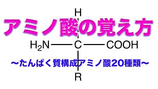 【アミノ酸の覚え方】たんぱく質構成アミノ酸20種類を覚えよう（豆知識あり） [upl. by Annaej]