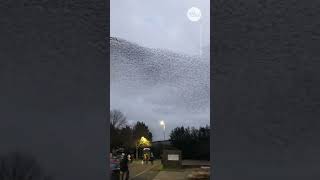 Mesmerizing murmuration of starlings flies across UK sky  USA TODAY Shorts [upl. by Gayner]