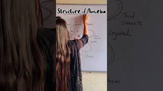 How to draw structure of Amoeba easily  Unicellular Amoeba shorts amoeba youtube shortsfeed [upl. by Alten]